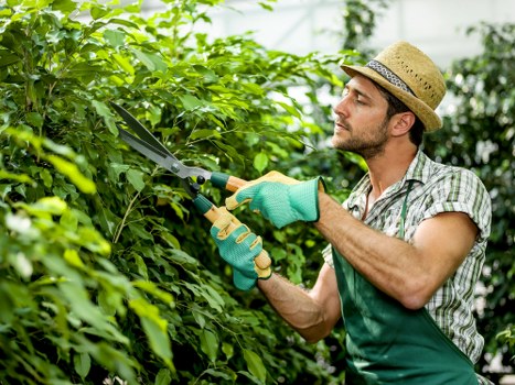 Professional Lee tree surgery team working on a property landscape tree